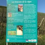 Le Muscat * Colmar